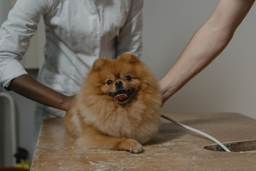 Gülümseyen bir pomeranian